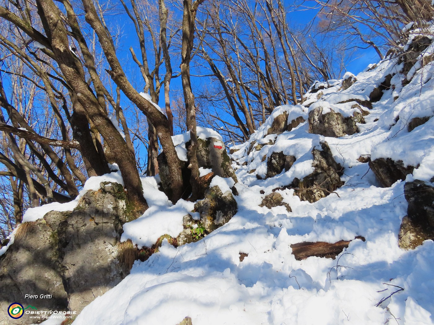 39 In decisa salita pestando neve tra carpini neri.JPG